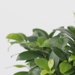 PLANT IN A BOX - Bonsaï - ficus microcarpa - hauteur 30-40cm - ⌀12cm