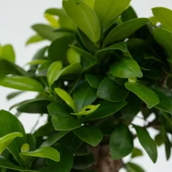PLANT IN A BOX - Bonsaï - ficus microcarpa - hauteur 30-40cm - ⌀12cm