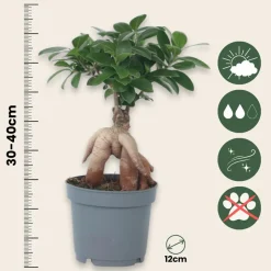 PLANT IN A BOX - Bonsaï - ficus microcarpa - hauteur 30-40cm - ⌀12cm