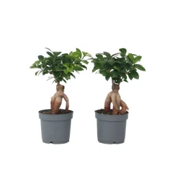 PLANT IN A BOX - Bonsaï - set de 2 - ficus microcarpa - hauteur 30-40cm - ⌀12cm