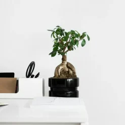 PLANT IN A BOX - Bonsaï - set de 2 - ficus microcarpa - hauteur 30-40cm - ⌀12cm