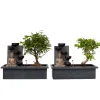 PLANT IN A BOX - Bonsaï - set de 2 - bonsai - hauteur 25-35cm - ⌀29cm