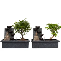 PLANT IN A BOX - Bonsaï - set de 2 - bonsai - hauteur 25-35cm - ⌀29cm