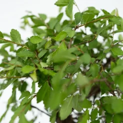 PLANT IN A BOX - Bonsaï - set de 2 - bonsai - hauteur 25-35cm - ⌀29cm