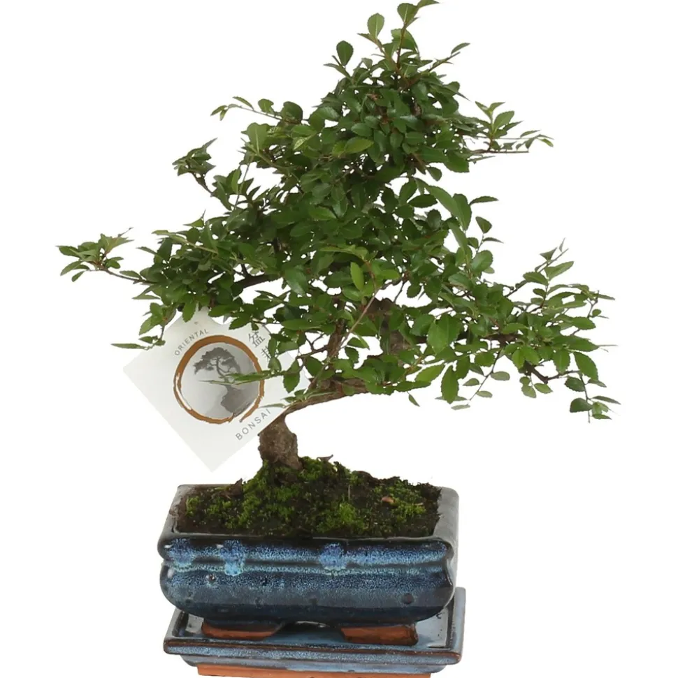 PLANT IN A BOX - Bonsaï - zelkova serrata - hauteur 20-25cm - ⌀15cm