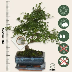 PLANT IN A BOX - Bonsaï - zelkova serrata - hauteur 20-25cm - ⌀15cm