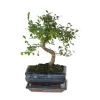 PLANT IN A BOX - Bonsaï - zelkova serrata - hauteur 20-30cm - ⌀20cm