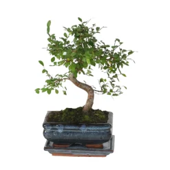 PLANT IN A BOX - Bonsaï - zelkova serrata - hauteur 20-30cm - ⌀20cm