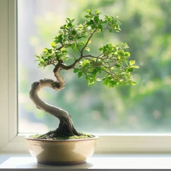 PLANT IN A BOX - Bonsaï - zelkova serrata - hauteur 20-30cm - ⌀20cm