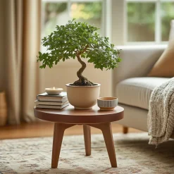 PLANT IN A BOX - Bonsaï - zelkova serrata - hauteur 20-30cm - ⌀20cm