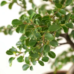 PLANT IN A BOX - Bonsaï - zelkova serrata - hauteur 20-30cm - ⌀20cm