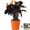 PLANT IN A BOX - Calathée - calathea crocata 'tassmania' - hauteur 40-50cm - ⌀14cm