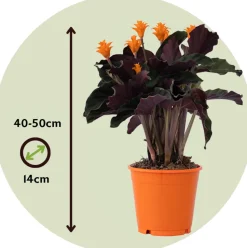 PLANT IN A BOX - Calathée - calathea crocata 'tassmania' - hauteur 40-50cm - ⌀14cm