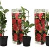 PLANT IN A BOX - Camélia - set de 3 - camellia japonica 'lady campbell' - hauteur 25-40cm - ⌀9cm