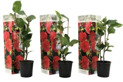 PLANT IN A BOX - Camélia - set de 3 - camellia japonica 'lady campbell' - hauteur 25-40cm - ⌀9cm