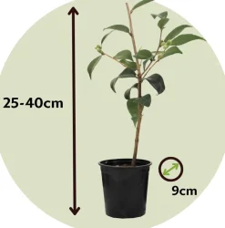 PLANT IN A BOX - Camélia - set de 3 - camellia japonica 'lady campbell' - hauteur 25-40cm - ⌀9cm