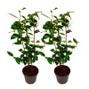 PLANT IN A BOX - Camélia - set de 2 - camellia japonica 'brush field' - hauteur 50-60cm - ⌀15cm