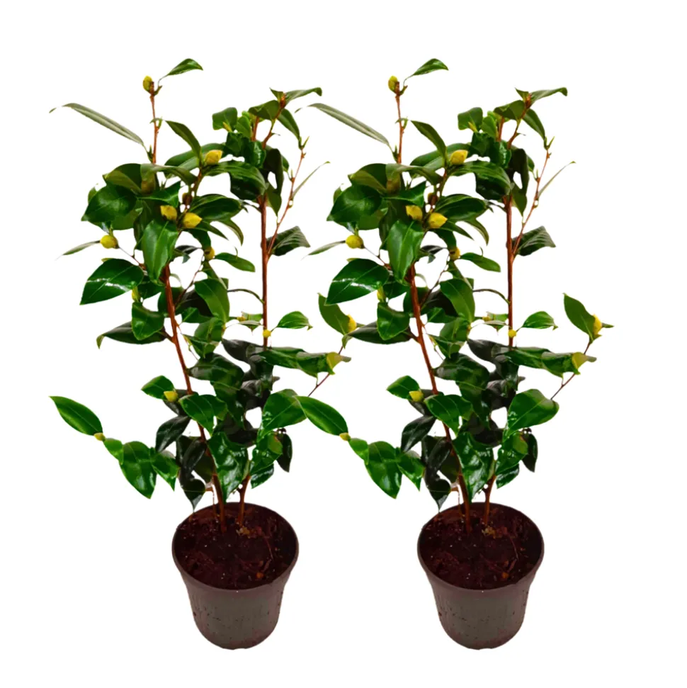 PLANT IN A BOX - Camélia - set de 2 - camellia japonica 'brush field' - hauteur 50-60cm - ⌀15cm