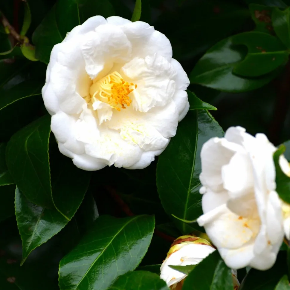 PLANT IN A BOX - Camélia - set de 2 - camellia japonica 'brush field' - hauteur 50-60cm - ⌀15cm