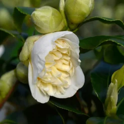 PLANT IN A BOX - Camélia - set de 2 - camellia japonica 'brush field' - hauteur 50-60cm - ⌀15cm