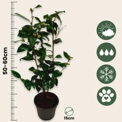 PLANT IN A BOX - Camélia - set de 2 - camellia japonica 'brush field' - hauteur 50-60cm - ⌀15cm