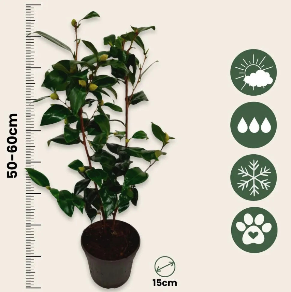PLANT IN A BOX - Camélia - set de 2 - camellia japonica 'brush field' - hauteur 50-60cm - ⌀15cm