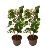 PLANT IN A BOX - Camélia - set de 2 - camellia japonica 'dr. King' - hauteur 50-60cm - ⌀15cm
