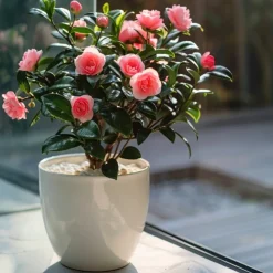 PLANT IN A BOX - Camélia - set de 2 - camellia japonica 'dr. King' - hauteur 50-60cm - ⌀15cm