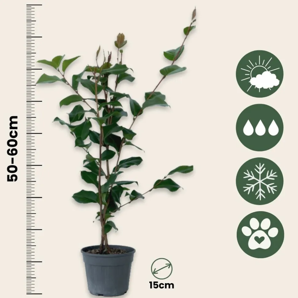 PLANT IN A BOX - Camélia - set de 2 - camellia japonica 'dr. King' - hauteur 50-60cm - ⌀15cm