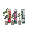 PLANT IN A BOX - Camélia - set de 3 - camellia japonica - hauteur 25-40cm - ⌀9cm