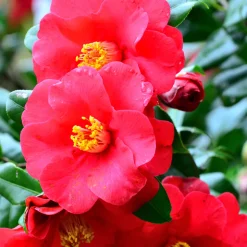 PLANT IN A BOX - Camélia - set de 3 - camellia japonica - hauteur 25-40cm - ⌀9cm