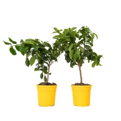 PLANT IN A BOX - Citronnier - set de 2 - citrus limon - hauteur 60-70cm - ⌀19cm