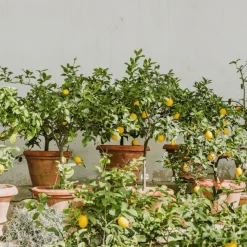 PLANT IN A BOX - Citronnier - set de 2 - citrus limon - hauteur 60-70cm - ⌀19cm