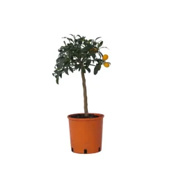 PLANT IN A BOX - Citronnier - set de 2 - citrus microcarpa 'kumquat' - h50-60cm - ⌀19cm