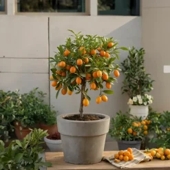 PLANT IN A BOX - Citronnier - set de 2 - citrus microcarpa 'kumquat' - h50-60cm - ⌀19cm