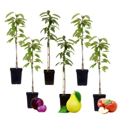 PLANT IN A BOX - Colonnes de fruits - set de 6 - pomme, poire - hauteur 60-70cm - ⌀9cm