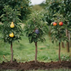 PLANT IN A BOX - Colonnes de fruits - set de 6 - pomme, poire - hauteur 60-70cm - ⌀9cm