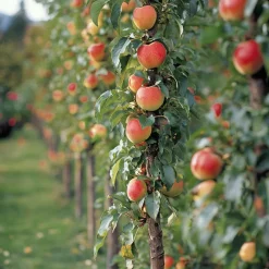 PLANT IN A BOX - Colonnes de fruits - set de 6 - pomme, poire - hauteur 60-70cm - ⌀9cm