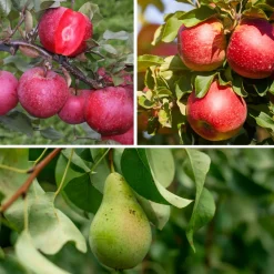 PLANT IN A BOX - Colonnes de fruits - set de 6 - pomme, poire - hauteur 60-70cm - ⌀9cm