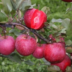 PLANT IN A BOX - Colonnes de fruits - set de 6 - pomme, poire - hauteur 60-70cm - ⌀9cm