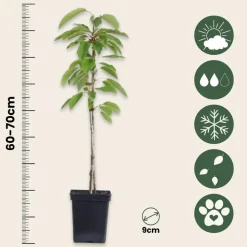 PLANT IN A BOX - Colonnes de fruits - set de 6 - pomme, poire - hauteur 60-70cm - ⌀9cm