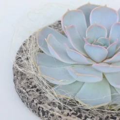 PLANT IN A BOX - Echeveria - echeveria lilacina - hauteur 8cm