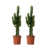 PLANT IN A BOX - Euphorbe ingens - set de 2 - euphorbia ingens - hauteur 50-60cm - ⌀17cm