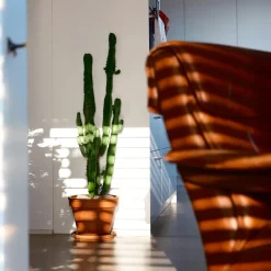 PLANT IN A BOX - Euphorbe ingens - set de 2 - euphorbia ingens - hauteur 50-60cm - ⌀17cm