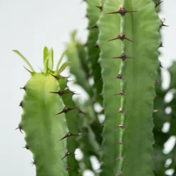 PLANT IN A BOX - Euphorbe ingens - set de 2 - euphorbia ingens - hauteur 50-60cm - ⌀17cm