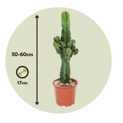 PLANT IN A BOX - Euphorbe ingens - set de 2 - euphorbia ingens - hauteur 50-60cm - ⌀17cm