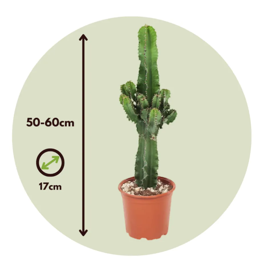 PLANT IN A BOX - Euphorbe ingens - set de 2 - euphorbia ingens - hauteur 50-60cm - ⌀17cm