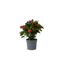 PLANT IN A BOX - Euphorbe de madagascar - euphorbia 'milii' - hauteur 25-35cm - ⌀13cm