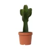 PLANT IN A BOX - Euphorbe ingens - euphorbia ingens - hauteur 85-95cm - ⌀24cm