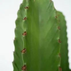 PLANT IN A BOX - Euphorbe ingens - euphorbia ingens - hauteur 85-95cm - ⌀24cm